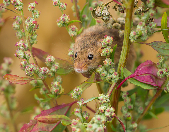 Harvest Mouse ..." Micromys minutus" on Red Veined Dock .."Rumex sanguineus"
