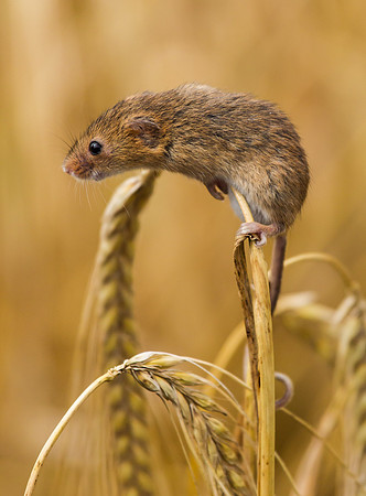 Harvest Mouse ..." Micromys minutus"