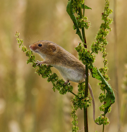 Harvest Mouse ..." Micromys minutus" On Red Veined Dock  "Rumex sanguineus"