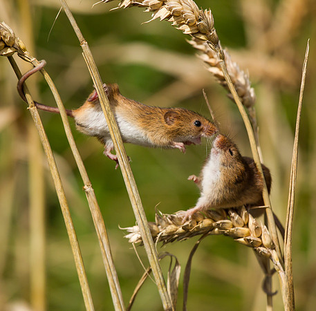 Harvest Mice ..." Micromys minutus" fighting