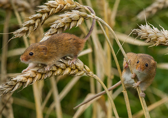 Harvest Mice ..." Micromys minutus"