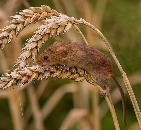 Harvest Mouse ..." Micromys minutus"