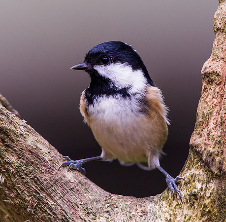 Coal Tit ..."Periparus ater"
