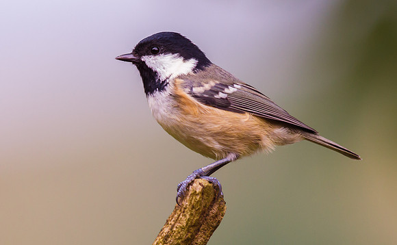 Coal Tit ..."Periparus ater"
