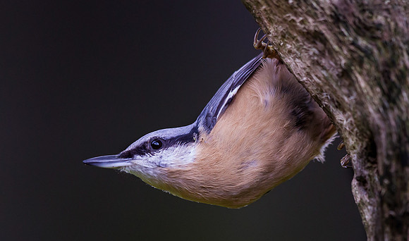 Nuthatch ..."Sitta europaea"
