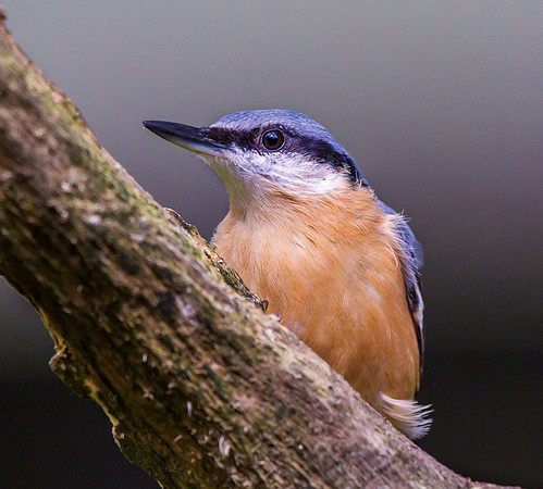 Nuthatch ..."Sitta europaea"