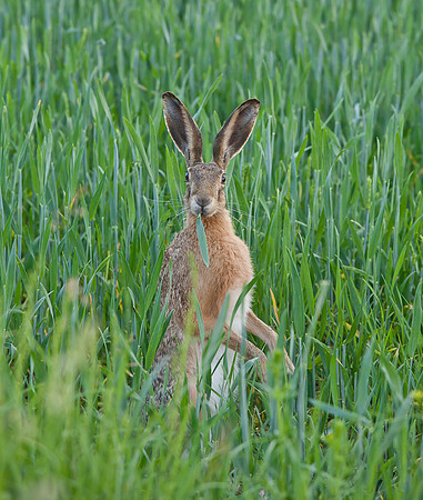 Brown Hare .... "Lepus capensis" eating