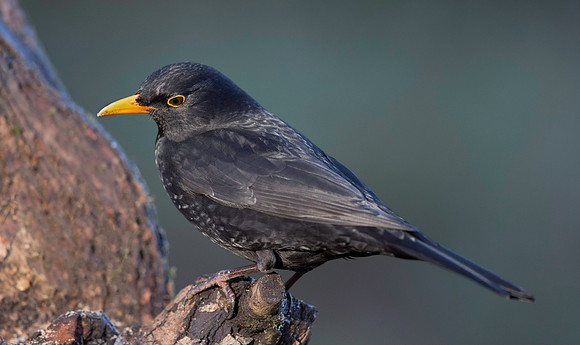 _D9R2735 .... Blackbird .."Turdus merula"