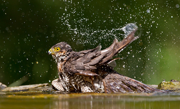 Wild Sparrowhawk .... "Accipiter nisus" bathing