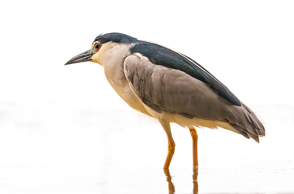 Night Heron.... "Nycticorax nycticorax"