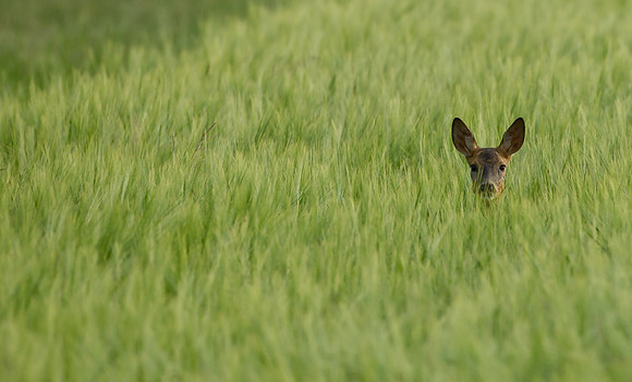 Roe Deer ... "Capreolus capreolus"