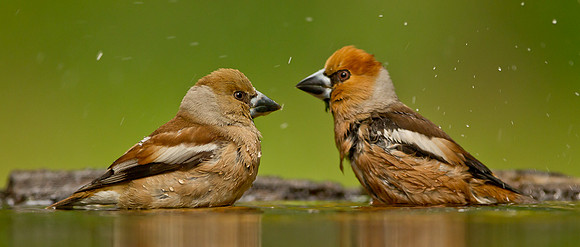 Hawfinch .. "Coccothraustes coccothraustes" ... Male and Female bathing.