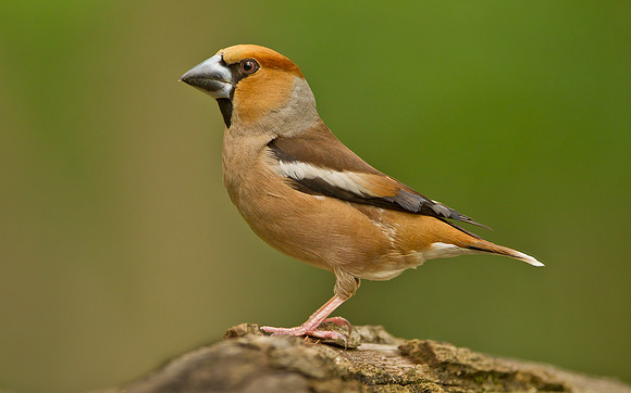 Hawfinch .... "Coccothraustes coccothraustes" .... Male.
