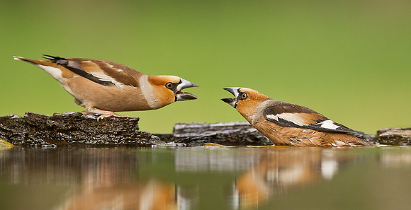 Hawfinch .. "Coccothraustes coccothraustes"....  Males  squabbling over who should bathe first.