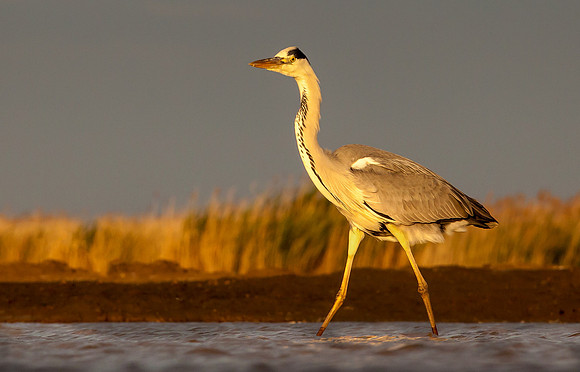 Grey Heron ... "Ardea cinerea" at sunset