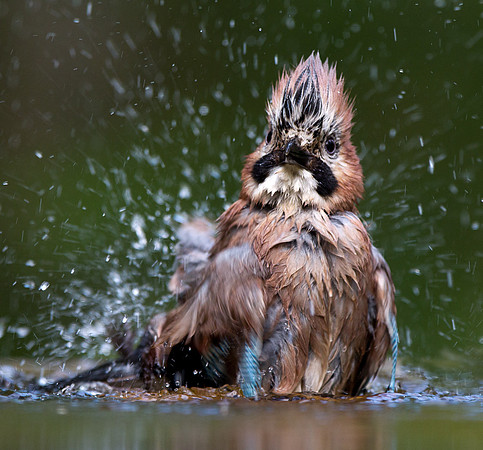 Jay ... "Garrulus glandarius" bathing.