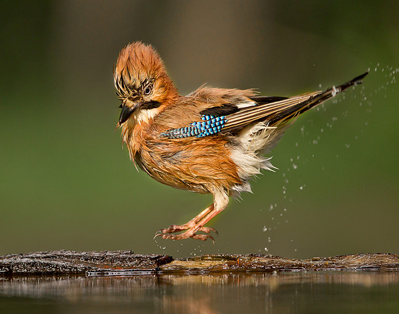 Jay ... "Garrulus glandarius" ...