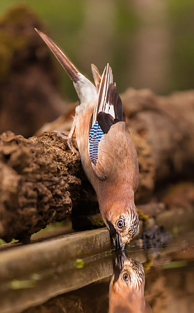Jay ... "Garrulus glandarius" ... drinking.