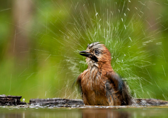 Jay ... "Garrulus glandarius" bathing.