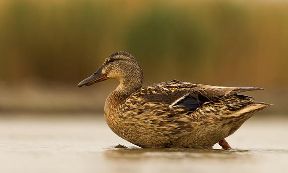 Mallard ... "Anas platyrhynchos"