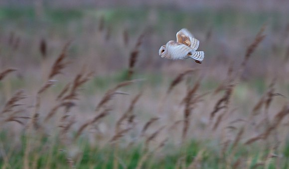 Barn Owl .. "Tyto alba"....  The Ghost Hunter.