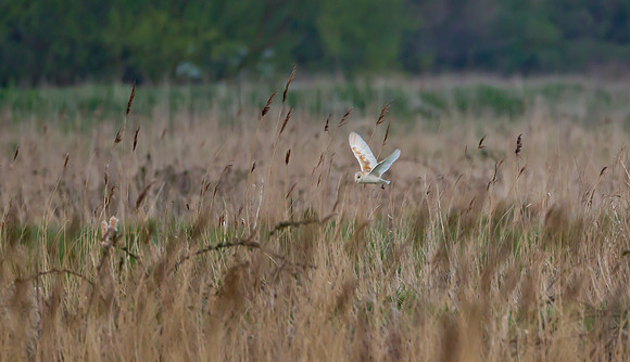 Barn Owl .. "Tyto alba"....  This Image shows the Barn Owl's habitat. If you look closely you can see it carrying a vole.