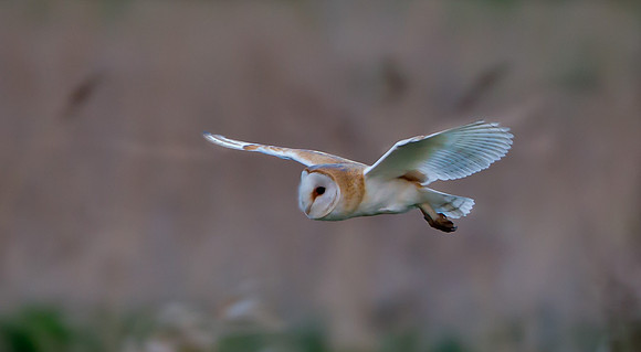 Barn Owl ....   "Tyto alba"....