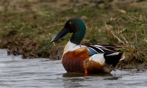 Shoveler ... "Anas clypeata" .... Male.