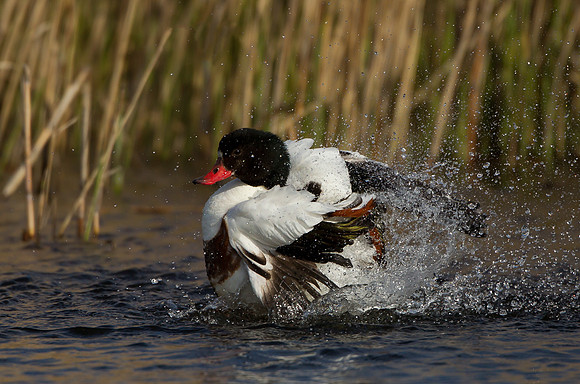 Shelduck ..."Tadorna tadorna "  ... bathing.