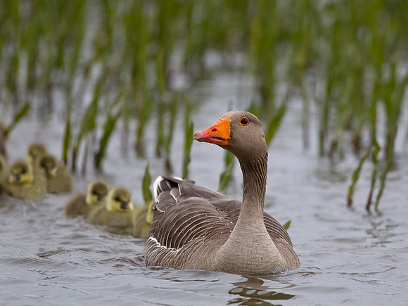 Greylag Goose ... "Anser anser" ... with her brood.