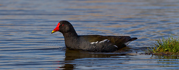 Moorhen ..." Gallinula chloropus "