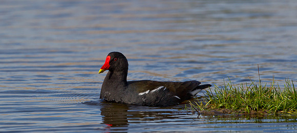 Moorhen ..." Gallinula chloropus "