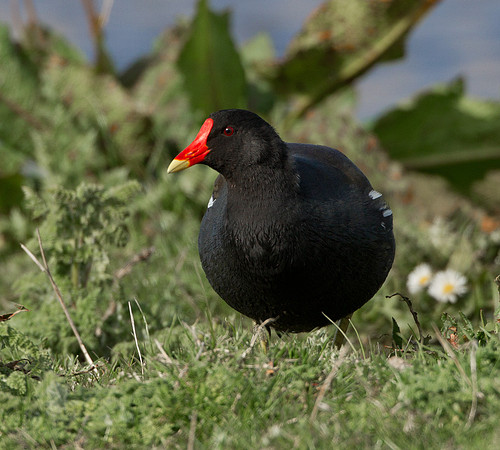 Moorhen ..." Gallinula chloropus "