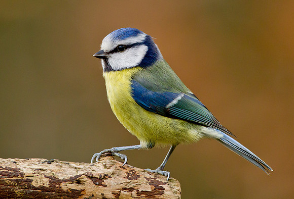 Blue Tit ... "Parus caeruleus"