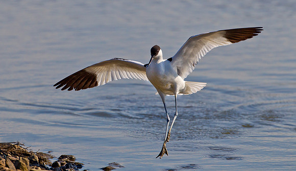 Avocet ..." Recurvirostra avosetta" Landing
