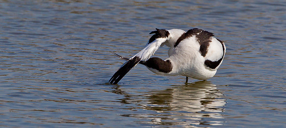 Avocet ..." Recurvirostra avosetta" .... Preening.
