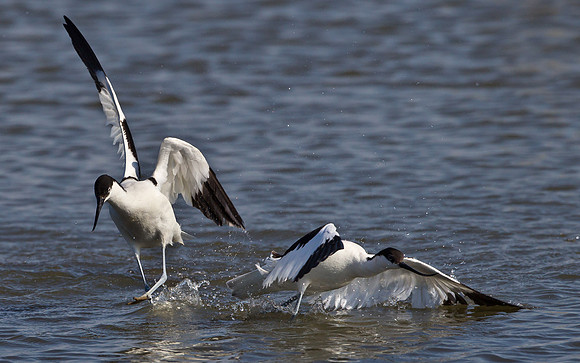 Avocet ..." Recurvirostra avosetta" .... Escaping the clutches of an amorous male.