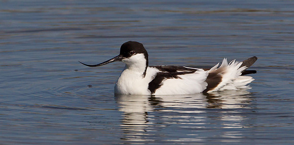Avocet ..." Recurvirostra avosetta"