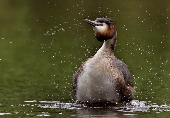 Great Crested Grebes ...." Podiceps cristatus"