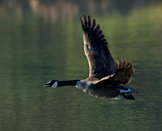Canada Goose .... " Branta canadensis"