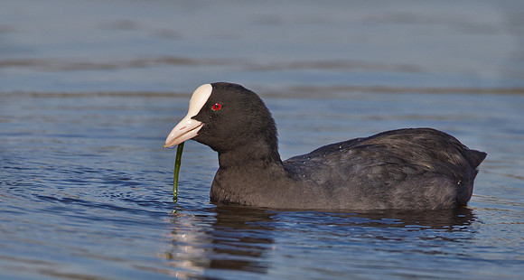 _S0G9108....Coot  ..."Fulica atra"