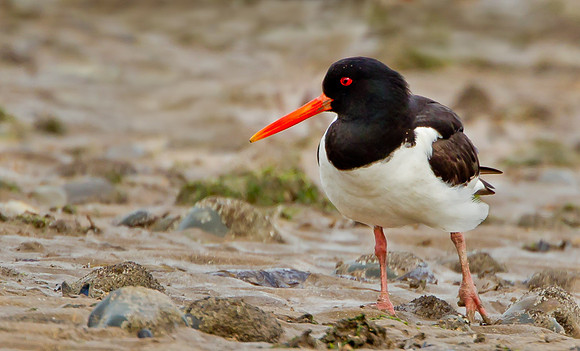 Oystercatcher .."Haematopus ostralegus" .. On shoreline