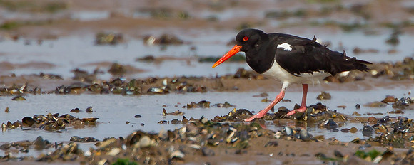 _S0G7862...  Oystercatcher .."Haematopus ostralegus" At low tide.