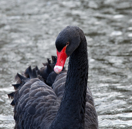 Black Swan .."Cygnus atratus"