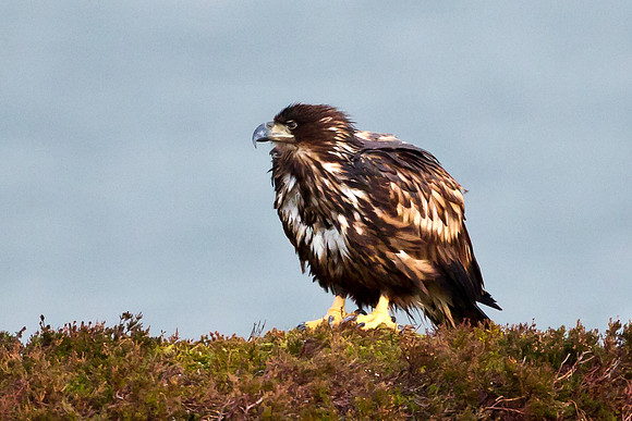 Juvenile White-Tailed Eagle.