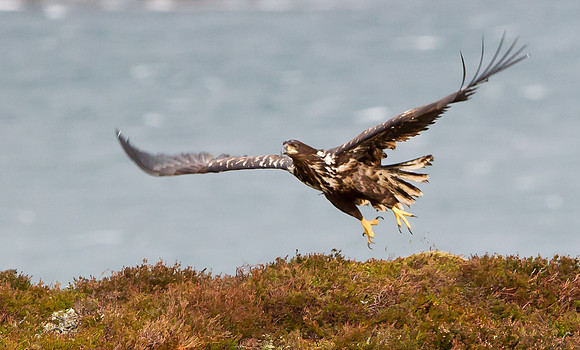 Juvenile White-Tailed Eagle taking off.