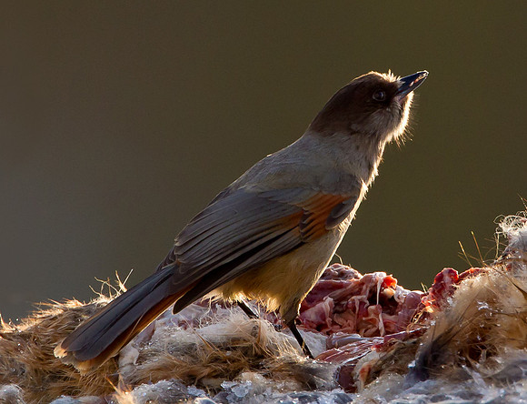 Siberian Jay .... "Perisoreus infaustus" .... on a carcass