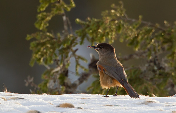 Siberian Jay .... "Perisoreus infaustus"