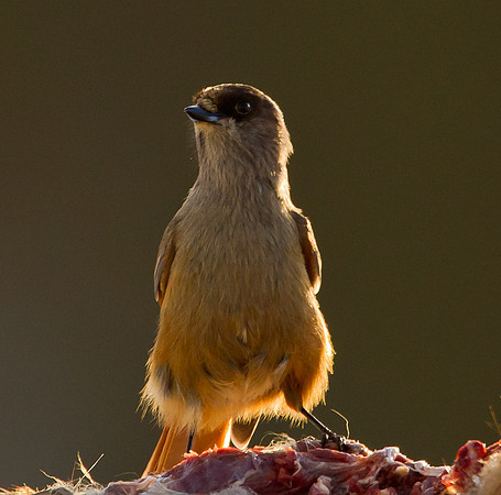 Siberian Jay .... "Perisoreus infaustus"