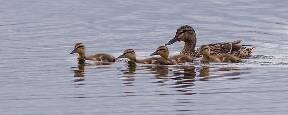 Mallard ..."Anas platyrhynchos"